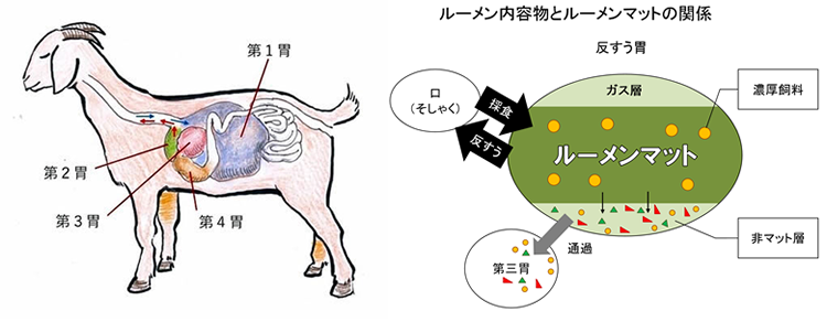 Images of 反芻 JapaneseClass.jp